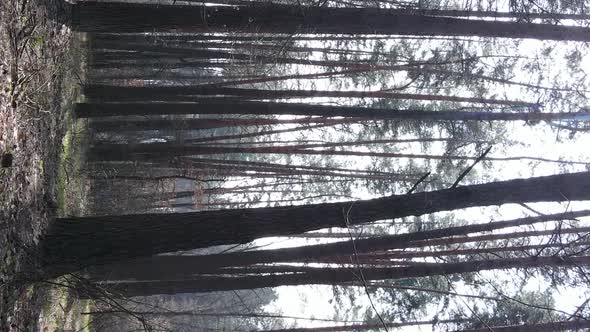 Vertical Video of Beautiful Forest Landscape