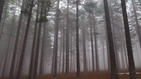 Texture of the misty forest aerial view background 4 K