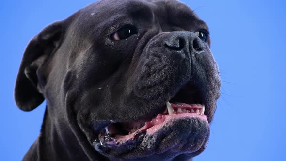 Portrait of a Proud Cane Corso in the Studio on a Blue Background