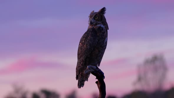 Silhouette of a Great Horned Owl at Dawn