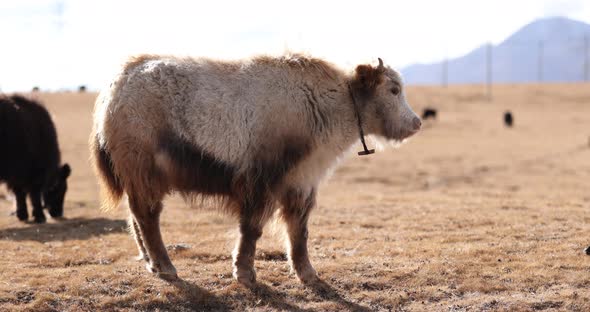 Tibet yak eating grass on winter high altitude prairie