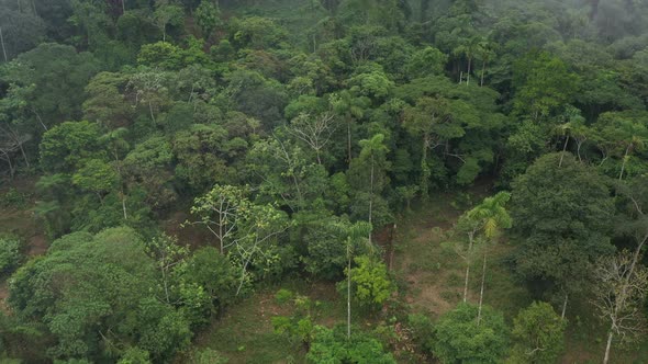 Flying over a degraded  tropical rainforest up to  where the rainforest is still intact