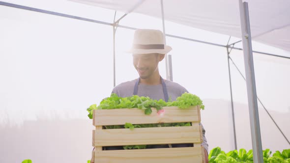 Asian farmer guy carrying box of vegetables green salad and working in hydroponic greenhouse farm.