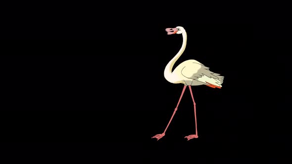 White Flamingo walks 4K alpha matte