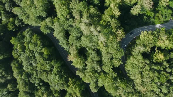 Traffic in the forest - top view at a curvy road in a green forest with cars, passing by - go for a