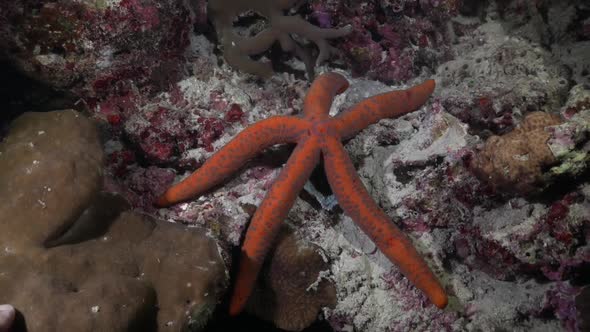 Orange Starfish lying on coral reef at night in the Philippines