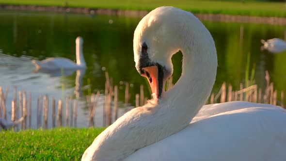 Close Up White Swan Pecking Feathers