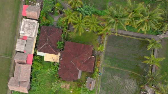 Aerial Shot of Rice Fields and Houses Surrounding a Walkway in a Center of the Ubud Village