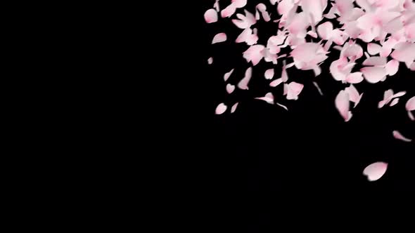 Cherry Blossom Fall alt