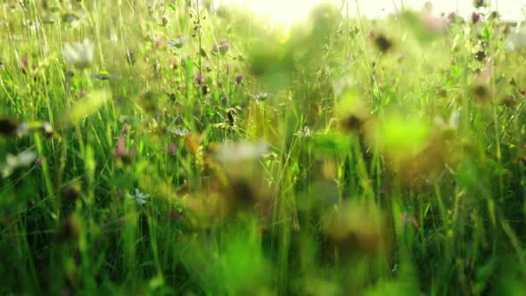 Grass on meadow in sunset light