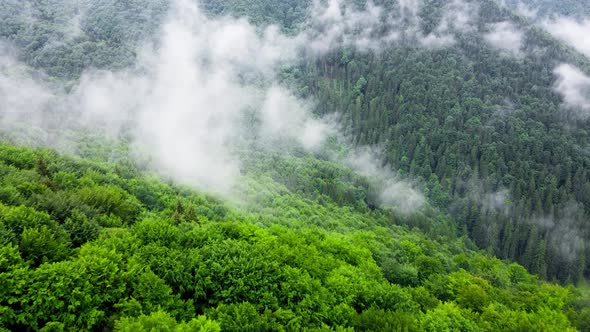 Clouds Above Mountain Forest Flying Through the Magical Summer Forest at Rainy Weather Aerial View