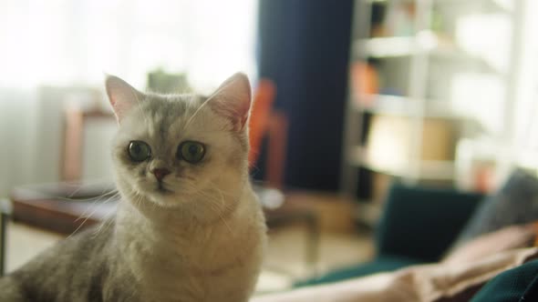 Cat Sitting on Sofa in Living Room