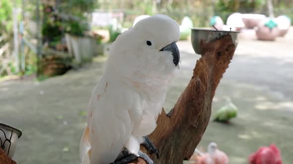 KO SAMUI, THAILAND - FEBRUARY 26, 2020: Paradise Park. Pink Parrot Cockatoo