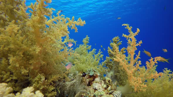 Undersea Broccoli