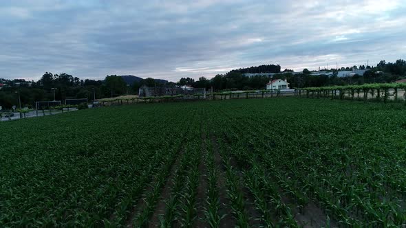 Aerial Shot of Green Soybean Crops at Agricultural Farm