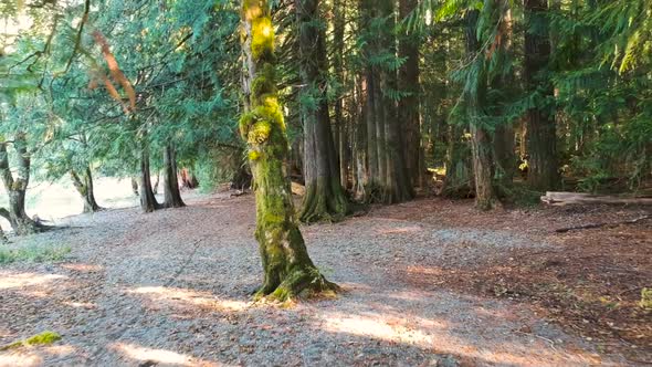 moving backward through a rain forest in BC Canada