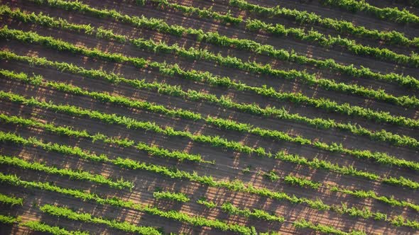 Vineyard View From the Air