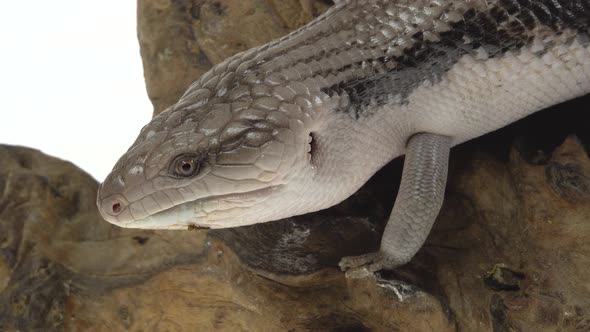 Eastern Blue Tongue Lizard - Tiliqua Scincoides Isolated on White