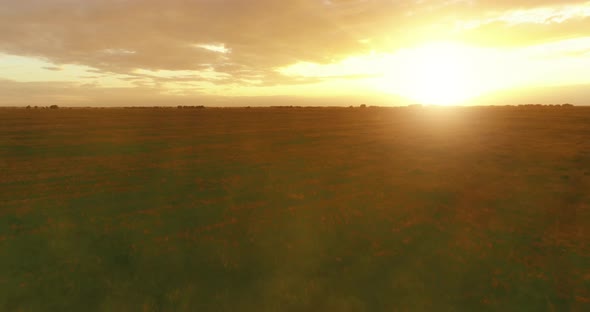 Flight Above Rural Summer Landscape with Endless Yellow Field at Sunny Summer Evening