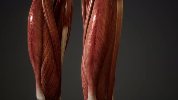 Muscular System of Human Body Animation alt