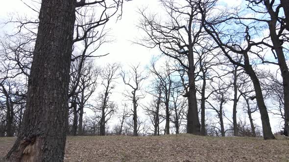 Aerial View of a Forest Without Leaves Slow Motion