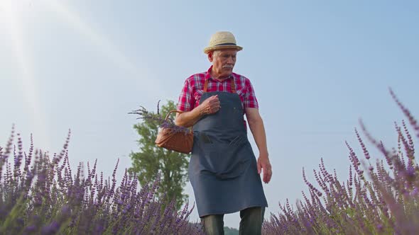 Senior Farmer Grandfather Man in Organic Blooming Field of Purple Lavender Flowers Harvesting