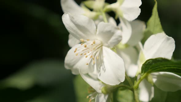 Philadelphus coronarius flower in the shadow 4K 2160p 30fps UltraHD footage - Close-up of sweet mock