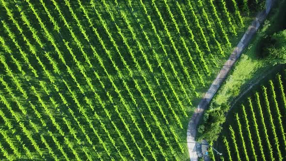 Vertical bird eye view of green vineyards in summer, aerial drone shot of vines.