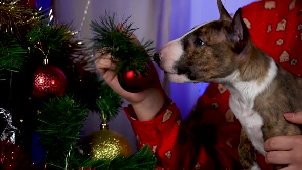 Funny Bull Terrier Puppy Is Playing with a New Year's Tree Branch Held By Woman in Red Shirt