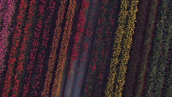 Aerial drone view of tulip flowers fields growing in rows of crops.