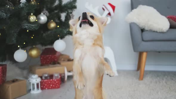 Chihuahua Dog Near Christmas Tree at Home