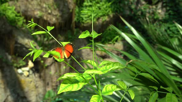 Colorful Butterfly