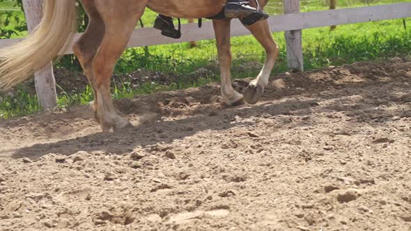 Horse Running Slowly In The Sandy Arena With A Jockey On Its Saddle  Horse Riding