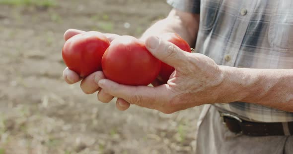 Close Senior Farmer Shows Red Tomatoes in Hands at Camera in Field