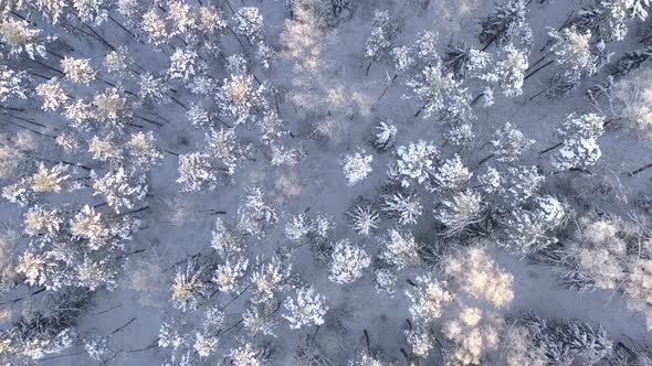 AERIAL: Top Shot of Tall Trees Illuminated by Winter Evening Blue Hour Light 