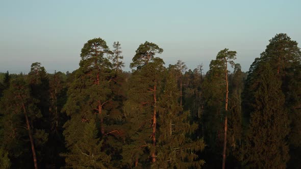 Aerial View of Pine Trees