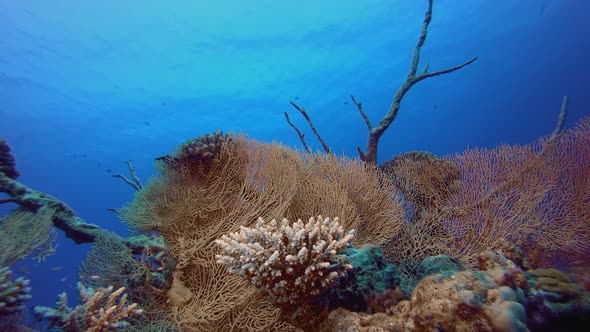 Tropical Gorgonian Corals