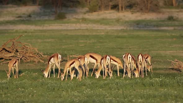 Feeding Springbok Antelopes