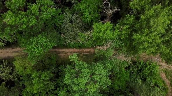 Drone's Eye View -  Aerial Top Down View of Woodland Mysterious Trail