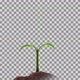 Growing Plant - VideoHive Item for Sale