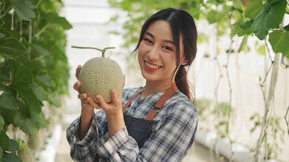 Young asian woman  farmer is checking the quality of the melon at  farm.