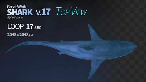 Shark 17 Top View