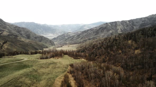 A Forest Without Foliage in the Springtime in a Mountain Landscape