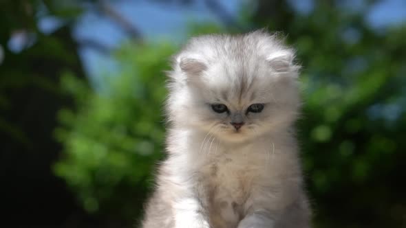 Close Up Of Cute Persian Kitten Outdoor