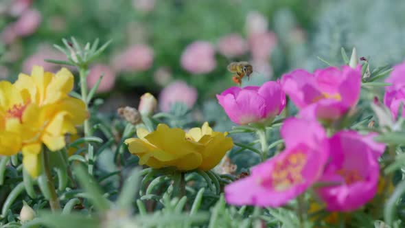 Close Up of One Honey Bee Flying Around Honeysuckle Flowers