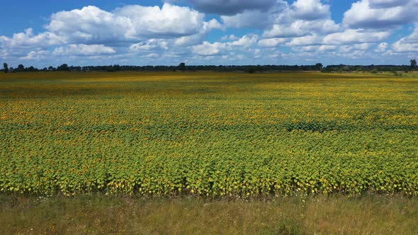 Aerial View Field Of Sunflowers