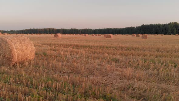 Aerial Bales of Straw Lie in a Cleared Field