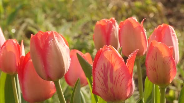 Beautiful Tulips And Dew