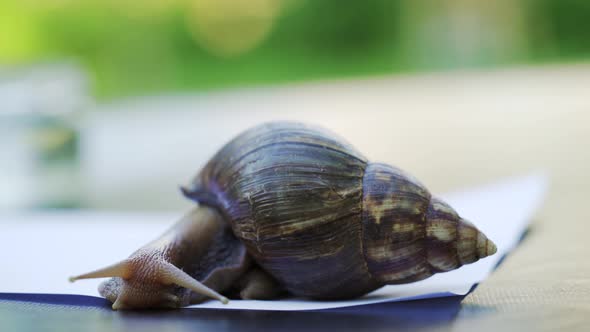 Large Snail on a White Sheet of Paper