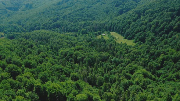 Aerial View of a Forest Clearing Among Mixed Green Forest on a Summer Day